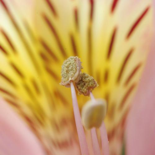 寄り添うおしべは恋人同士のようです・・・ 寄り添うおしべは恋人同士のようです・・・