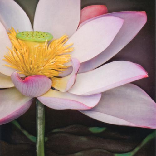 蓮華に魅せられて・・・ 個展のご案内 蓮華に魅せられて・・・ 個展のご案内