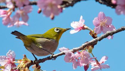 サクジロウ サクジロウ