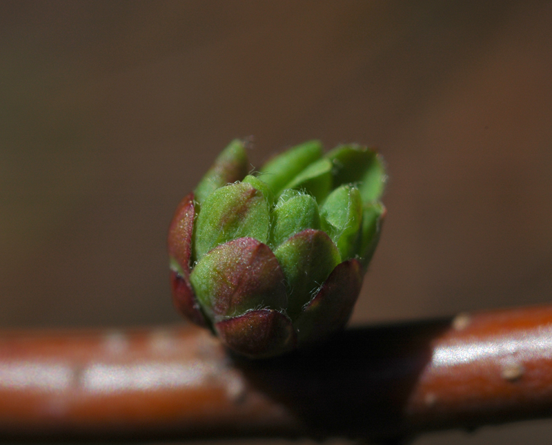 雪柳の新芽