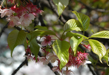 河津桜