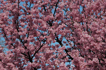 ヨウコウという品種のバラ科の桜です
