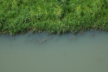 川のほとりに鯉の家族が見えます
