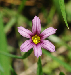 色違いのお花もあります