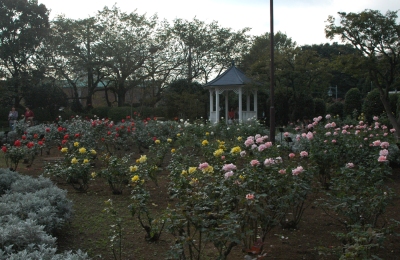 港の見えるが丘公園のばら園