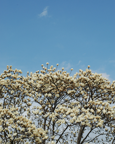 青い空とこぶしの花