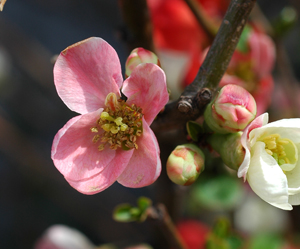 ボケの花