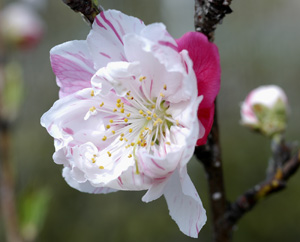 変わった品種の桜です