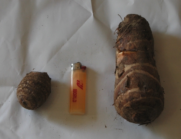 海老芋と里芋の大きさ比較