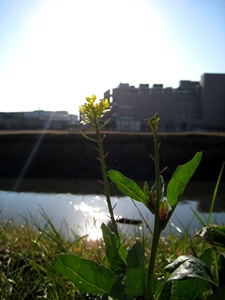 綾瀬川を背景に撮影です。