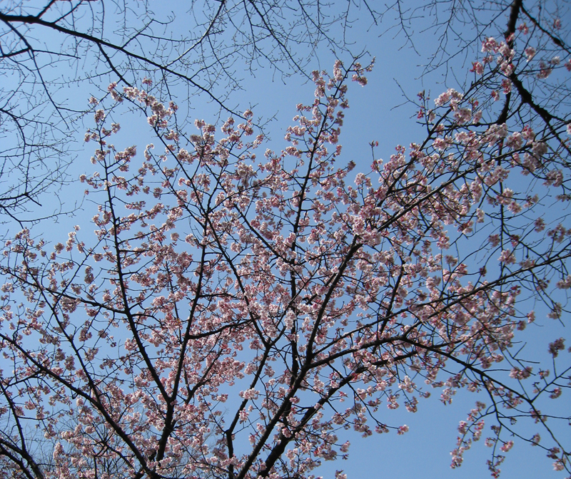 上野公園の寒桜2008.3.4