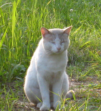 西陽を浴びて猫も気持ちよさそうです。