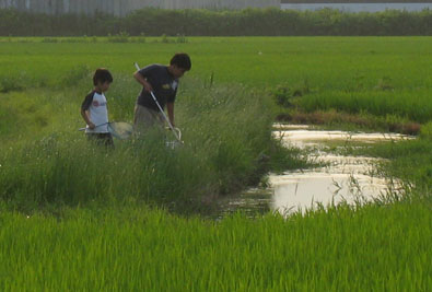 近所の小学生です