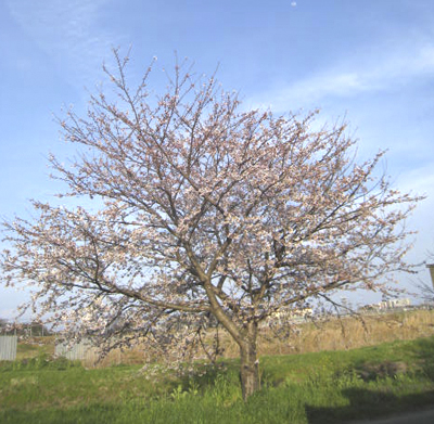 綾瀬川の畔の桜