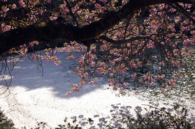 水面全体が桜で覆われています。。。