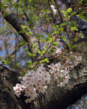 葉桜