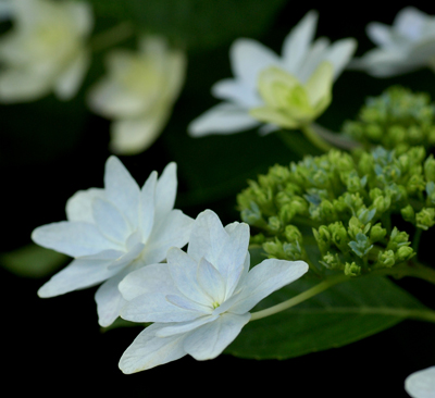 墨田の花火・・・という名前です