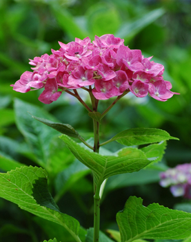 珍しい色の紫陽花です。