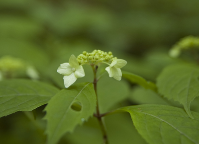 山紫陽花