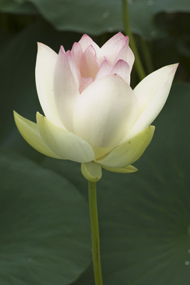 花の先だけが淡いピンク色の花蓮