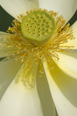 蓮の花の花芯