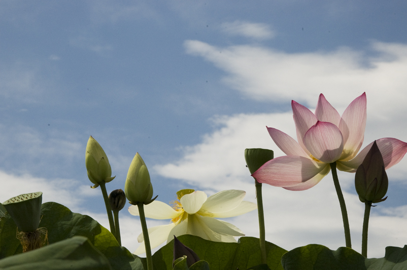 空に向かって咲く蓮の花たち