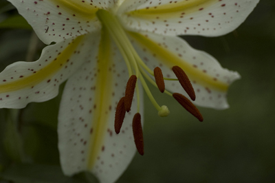 花粉が付くと落ちなくて大変です