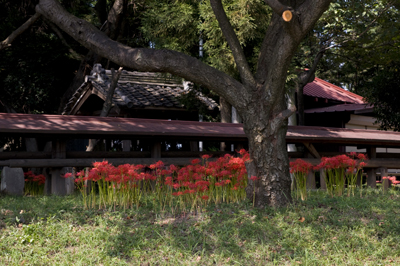 近所の神社で咲いている曼珠沙華（彼岸花）