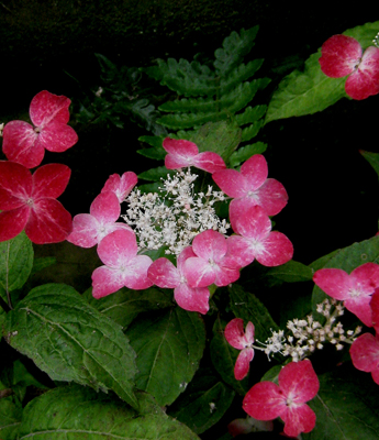 紅い紫陽花・クレナイ