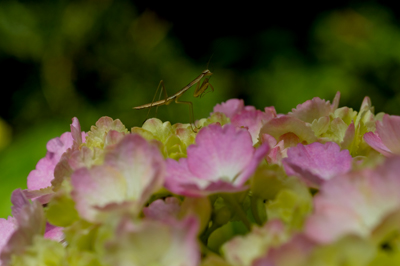 生まれてすぐのカマキリの赤ちゃん