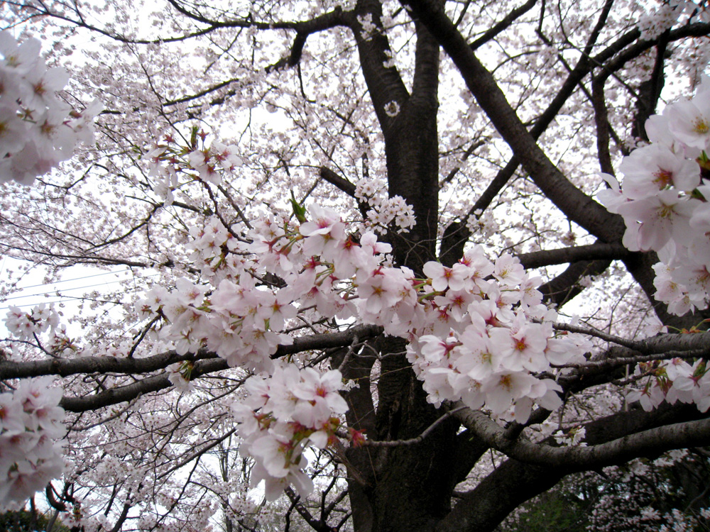 岩槻公園の満開の桜（20111.4.10）