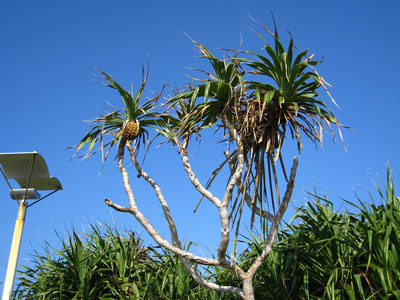 南国の植物と青い空