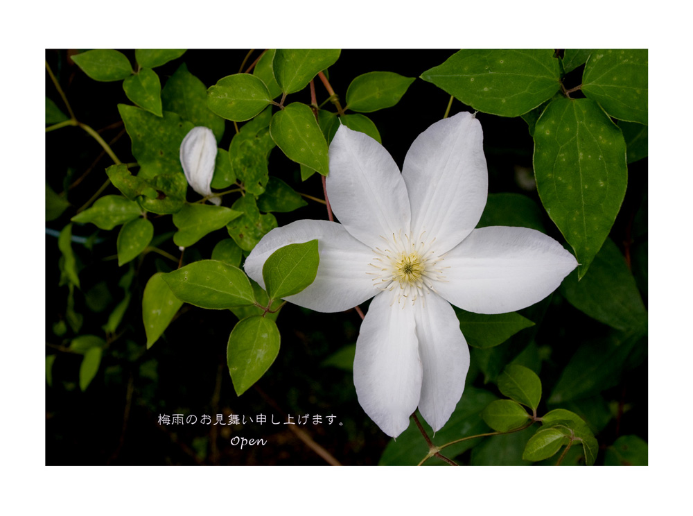 白いテッセンの花