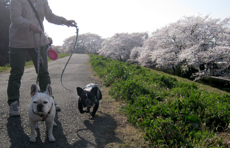 満開の桜とフレンチブルドック　2012.4.9