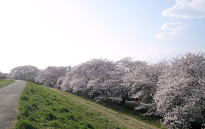 桜堤（熊谷市）2012.4.9