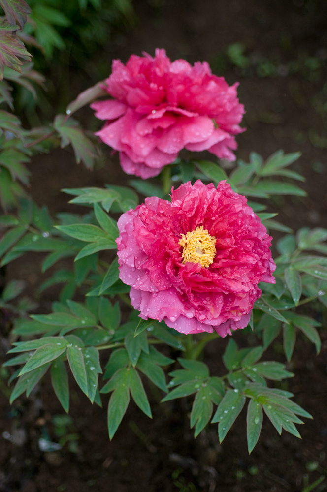 雨上がりの牡丹園