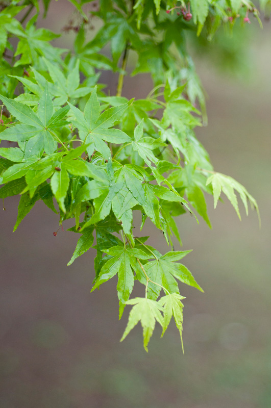 青紅葉が美しい