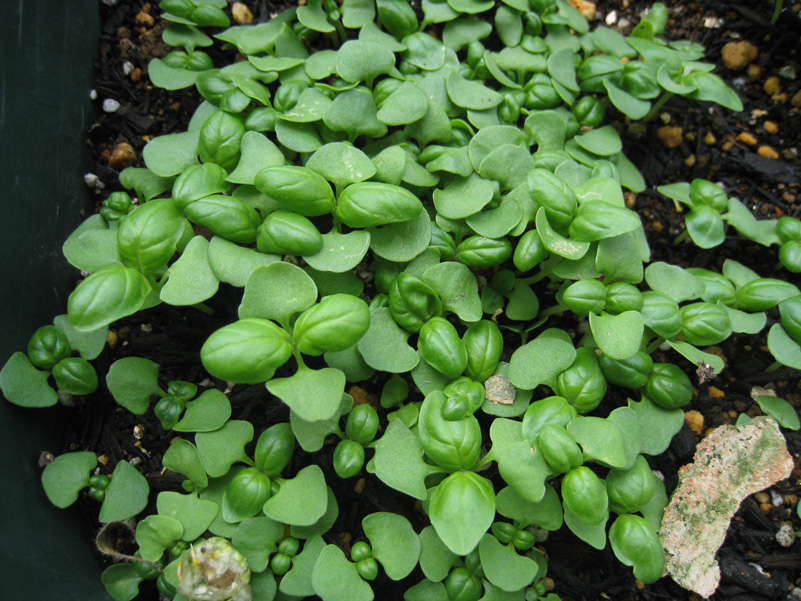 バジルが育っています