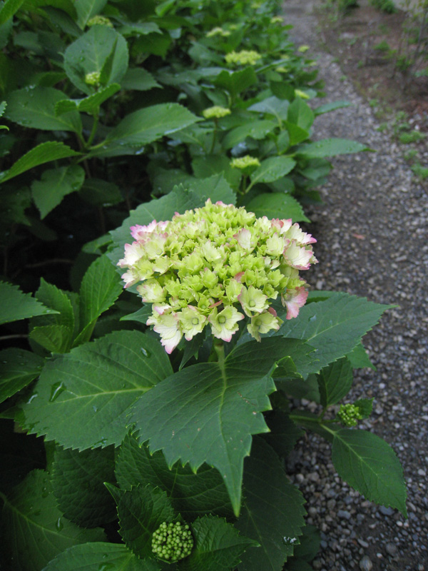 紫陽花が色づいてきました