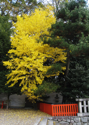 下賀茂神社の銀杏