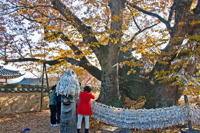 樹齢600年を越える御神木