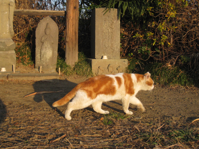 野良猫ミーちゃん（2014.1.24）