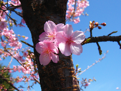 可憐なピンク色が特徴の大輪の河津桜