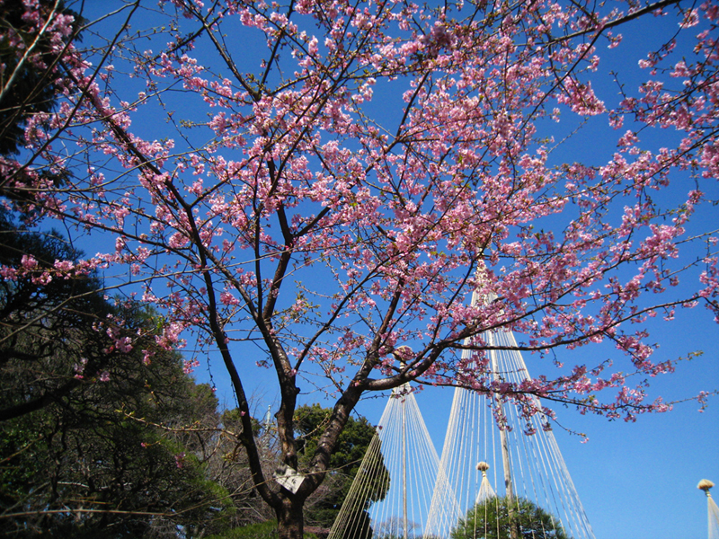 満開の河津桜　2014.3.4　椿山荘の庭園にて撮影　