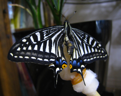蜂蜜コットンに止まるアゲハ蝶