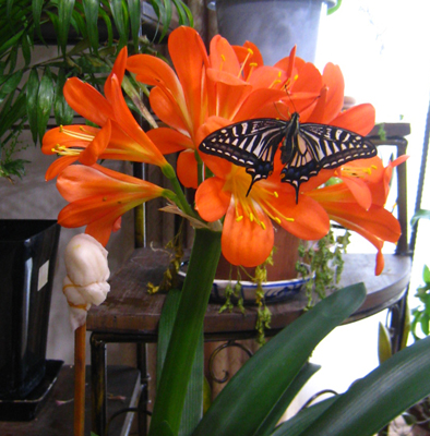 君子蘭の上で休憩中のアゲハ蝶