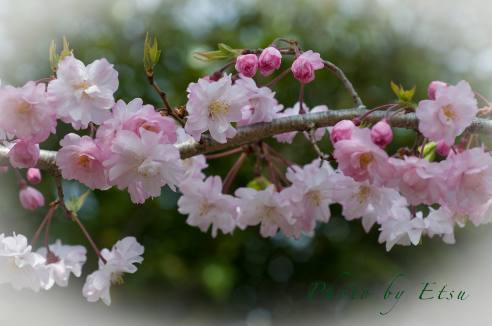八重桜　2014.4.2撮影