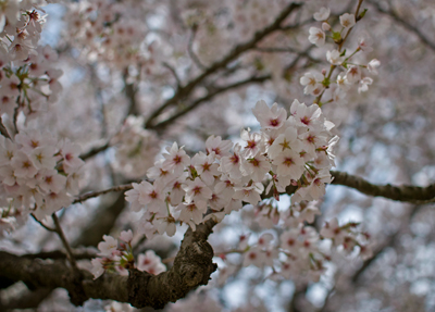 満開の桜に出会えて幸せでした・・・