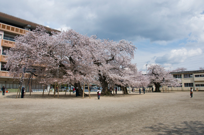 校庭のど真ん中に立つ桜