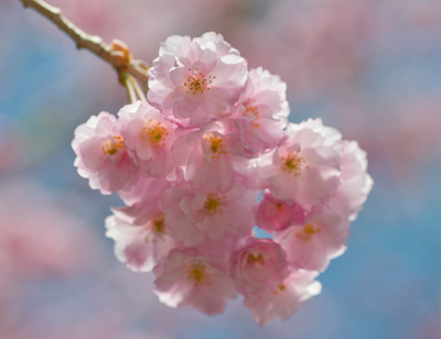 桜と青空